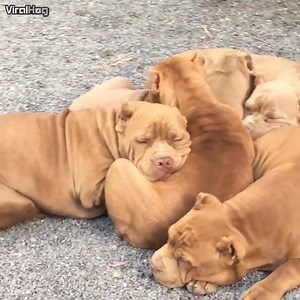 Doggie Pile | ViralHog