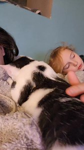 C est toujours pas la grande forme pour les enfants 😞la fièvre a fais son apparition :(pour petit touffu il nous fait une conjonctive enfin d après moi petit chat avais déjà eu la même chose on voit comment sa ce passe mais sinon j irais au vétérinaire 😞 | Pour le plaisir de créer avec mes chats