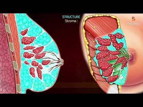 Gross Anatomy of the Mammary Gland - Relations ,Blood supply , Lymphatic drainage ,Development