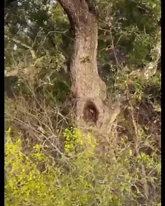 36 reactions · 3 comments | Honey Bees nesting in a Live Oak tree. An amazing find with a beautiful honeycomb within the trunk. #thenakedrancher #nakedrancher #ranch #ranchlife #honey #bees #honeybees #honeycomb #tree #trunk | The Naked Rancher | Facebook