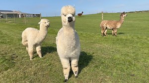 11K views · 572 reactions | Clean dry alpacas are essential for shearing. | Mullacott Alpacas | Facebook