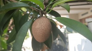 Manila Sapodilla Manilkara Zapota Long-lived Fruit Stock-video (100 % royaltyfri) 3553094985 | Shutterstock