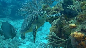 21 reactions | As we mark #WorldTurtleDay today, here are 5...