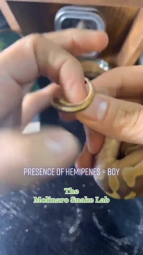 Sexing snakes! 🙏🏻Seek help from an experienced snake keeper b4 attempting! #fyp #OnlineSchool #heorshe #snake #reptile #molinarosnakelab #learn #sex