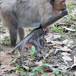 2.8K views · 142 reactions | Big slap crying when baby trying to request milk on mama | Cute Babies Monkey | Facebook