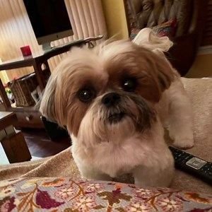 61K views · 10K reactions | Phoebe is back. | Phoebe Unleashed | Facebook