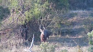 Nyala male | WildEarth Cam