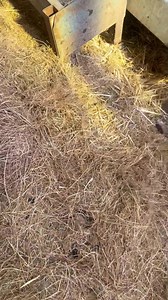 44K views · 592 reactions | Big rat | Cumbrian Rat Pack | Facebook