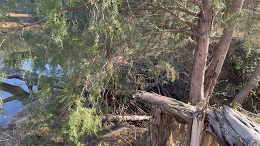 Mississippi hunting lease now available on HLRBO! This 104-acre property in Madison, MS, is an outdoorsman’s dream, offering an exceptional mix of mature timber, thick bedding cover, natural water sources, and prime wildlife habitat. The land is highly accessible via UTV and ATV trails, making navigation through the property easy. While the majority of the land is high and dry, there are a few low spots near the edges that hold moisture—perfect for deer seeking a secluded, cool bedding area. #hl