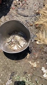 561K views · 1.4K reactions | Beautiful Net Fishing in village | Daily Fishing Life | Facebook