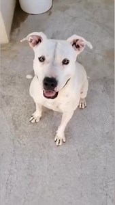 ‼️The longest dog in the pound meet Sena in since October 2015‼️ Why o why is this beautiful girl still in a cell 5 years on 😱😰🤷🏽‍♀️ Sena needs a home , a forever home If you are local and think you can give this girl a home an adoption fee and PPP license applies You can visit Sena and get to know her Monday - Saturday 10:00-13:00 Breed Specific legislation does not allow her to enter UK - so a home in spain or a country where her breed is not banned needed | Benidorm Dog Homing