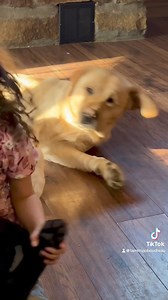 22K views · 1.3K reactions | Pat a cake lol with Doug! | Fairfax Pines Labrador Retrievers | Facebook