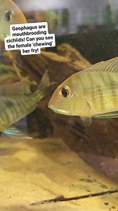 They hatched! The Geophagus pyrocephalus are mouthbrooding cichlids. The eggs were laid in a busy community tank and hatched after 24hrs, the female collected them up into her mouth where they will stay and develop until they are ready to go freeswimming in 5-6 days time. The female 'chews' the fry, this means that she is continuously moving them around in her mouth, keeping them clean, well oxygenated and most importantly, safe!! They cannot be predated on if they are safe in the females mouth!
