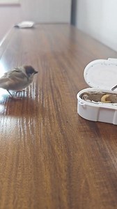1.9M views · 10K reactions | feeding a rescued Eurasian Tree Sparrow (麻雀, Passer montanus). This common Eurasian species is a close relative of the House Sparrow. ❤陈雪 ❤❤❤ #Wildlife #birds #travel #Nature #Peace #China #beauty #beautiful #love | Lin hillside | Facebook