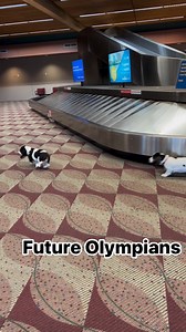 14K views · 423 reactions | If you need my help with training ! #bassethoundcommunity #dog #bassethoundlife #bassethound #bassethoundlove | Basset Hound Lover | Facebook