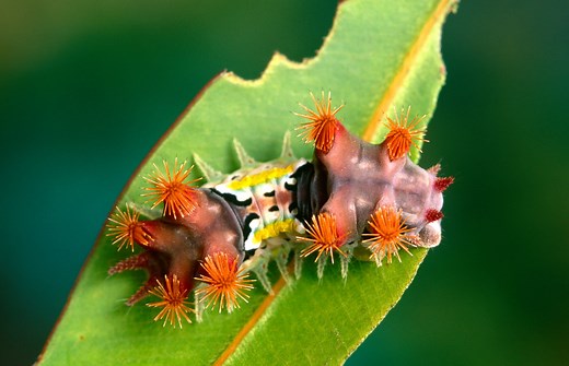 Meet the venomous mottled cup moth caterpillar
