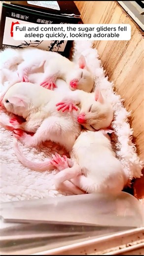 A girl rescued baby sugar gliders stuck in a heavy downpour #sugarglider #sugarglidersofinstagram #animalslover #animalovers #animalworld #rescueanimals #animalsofinstagram #animals #animalplanet #fypviralシ | AnimalLove Stories