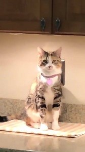 Good morning. | The Phoenix Insurance