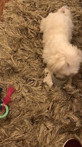 I can entertain myself! | Dountin