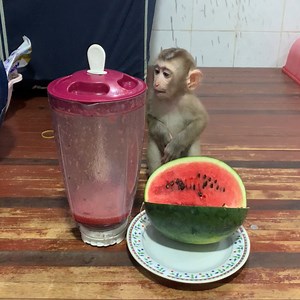 3.6K views · 141 reactions | Adorable baby monkey site wait mom grind watermelon juice for drink | Monkey ROJO | Facebook