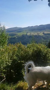 1.5K views · 148 reactions | This is a massive aspen tree I spotted...