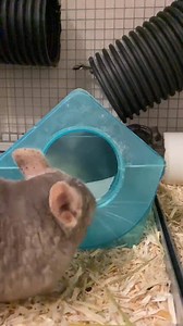 6.6K views · 18 shares | Check out Kuzco and Pacha keeping their paws...