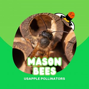 Another bee with an unusual habitat is the Mason bee, again not in your typical hive. Instead, they also nest tunnels found in existing holes in trees or man-made boxes supplied with paper straws, natural reeds, or bamboo. They're also native bees, existing only in areas where they occur naturally. So you might not see these bees everywhere, but they're among the heavy lifters transforming apple blooms into our favorite fruit! #Apples #Pollinators #Bees | USApples | Facebook