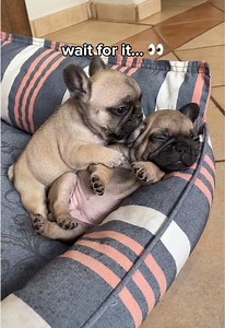 Puppy Frenchie Love: Cute French Bulldog Puppy Moments