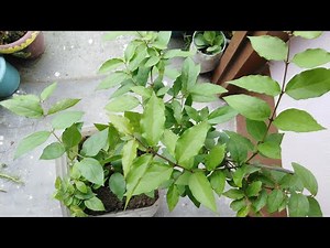 How to grow yesterday, today and tomorrow plant in pot🌱