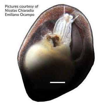 Genital parasite crabs are struggling to find sex partners