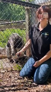 103K views · 219 reactions | Five more minutes, please! This giant anteater refuses to get out of bed every morning, and honestly, we can relate. 辰 | NowThis | Facebook