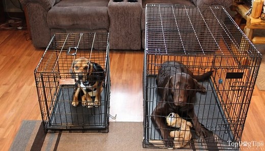 Dog Crate Sizes: How to Size a Dog Crate for a Perfect Fit