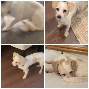 Meet Milo! He’s a 10lbs. chihuahua mix that’s 2 years old. He’s bounces like a bunny when he gets excited. Does good on a leash. He’s house trained and pee pad trained. He goes to the door when he needs to potty. He’s a great eater. Takes a few bits of kibble to a second location to eat. Very skittish in the beginning but once he warms up he is super loyal. Gets along with other dogs. Not a fan of kids, doesn’t bite, but does bark. He’s super sweet and looking for his forever home. Apply online 