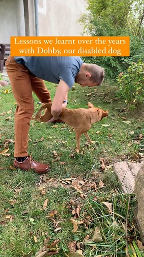 15K views · 249 reactions | We have had Dobby, our special needs dog...