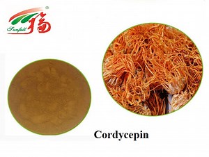 [Hot Item] Cordyceps Militaris Extract/ Cordyceps Sinensis Powder/ Cordycepin 4% by HPLC