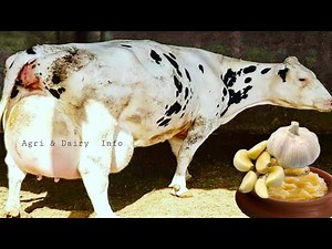 How To Increase Udder Size & Milk Production of cows and Buffalos || Best Formula For Milking