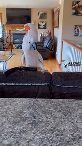 357K views · 25K reactions | A Gift from Auntie C!! What is it Barney?! 李 | Barney the West Coast Cockatoo | Facebook