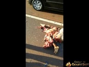 CrazyShit.com | aftermath of woman vs truck