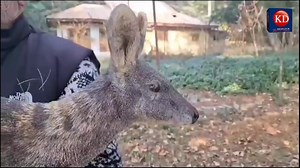 Rare musk deer captured alive in Bandipora forest. | Kashmir Despatch