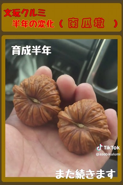 文玩くるみ育成：ストレス解消と癒し