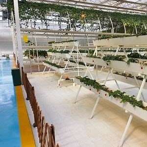 [Hot Item] 2025 Vertical Hydroponic Strawberry Growing Nft Channel System for Sale