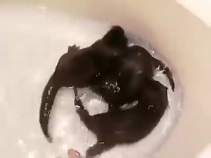 2.4K views · 142 reactions | Baby Otters learning to swim! Six whole minutes of cute  | Otter | Facebook