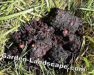 Lifestyle: Recognize rat droppings - size, appearance and smell | 2025