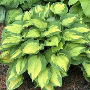 Hosta 'Island Breeze' - Garden Crossings