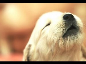 Puppies Howling Compilation Video