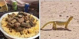 الضبّ... رمز العزلة التي لا تُحترم ذلك الكائن العجيب، اختار أن يبتعد...