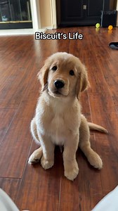 Biscuit the Golden Retriever: Ask More Questions About His Life