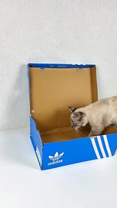 1.8M views · 57K reactions | I Built A Cozy Cat House For A Stray I Rescued  #diydecor #homemade #catlovers #diycats #handmadecrafts #pettoys #catvideos #craftideas #organization #diyprojects Supplies Used: • Cardboard box • Scissors • Hot glue gun • Twine rope • Fabric cloth • Extra cardboard sheets • Burlap material • Sliding rod/stick • Fun cat toys • Decorative “Cat House” label | FastDIY | Facebook