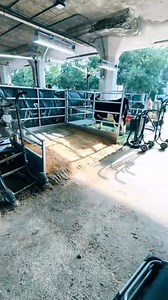 Sunday Memories from State Fair #statefair #ohio #memories #sheep #showsheep #showstock #4h #FFA | Nick Craft