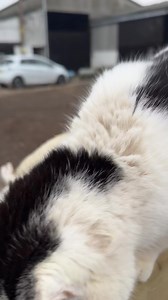 8.7K views · 2.4K reactions | Happy Caturday #caturday | Caenhill Countryside Centre | Facebook